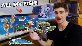 ALL MY FISH & RARE EXOTIC ANIMALS!!! (dorm room tour) ALL MY FISH & RARE EXOTIC ANIMALS!!! (dorm room tour)