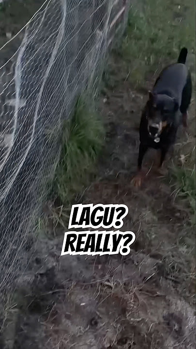 Doberman Fence Frenzy: Vader vs. Lagu Showdown! 🐶⚔️