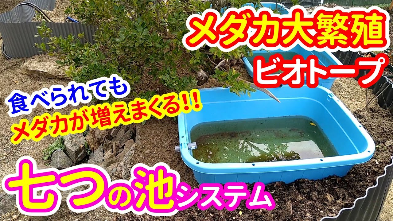 七つの池で作るメダカ大繁殖ビオトープ メダカがたくさん繁殖するビオトープの仕組み作り メダカとウーパールーパーが豊かに生きるビオトープ 15 Youtube 七つの池で作るメダカ大繁殖ビオトープ メダカがたくさん繁殖するビオトープの仕組み作り メダカとウーパールーパーが豊かに生きるビオトープ 15 Youtube