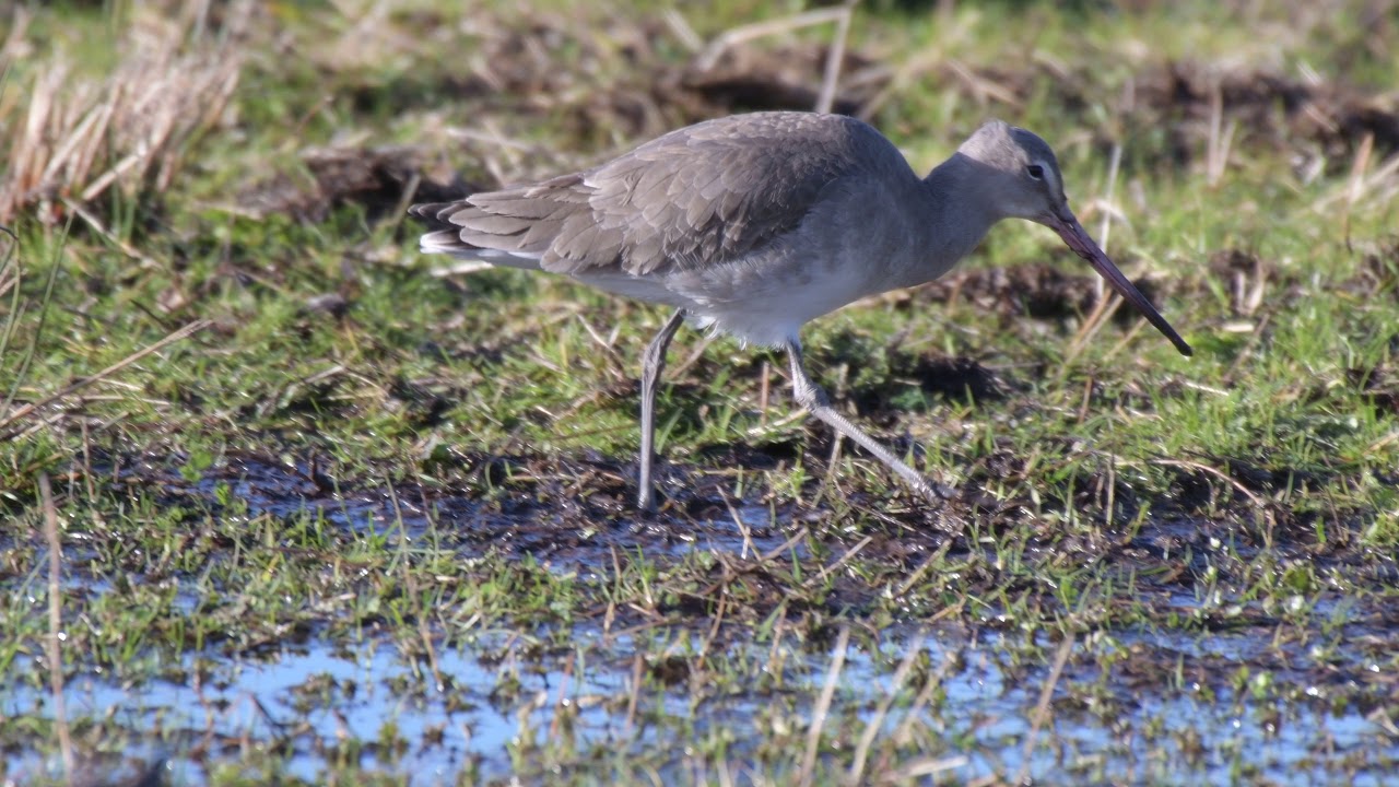 Black Tailed Godwit 
