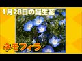 √無料でダウンロード！ ネモフィラ 誕生 花 235548-ネモフィラ 誕生花