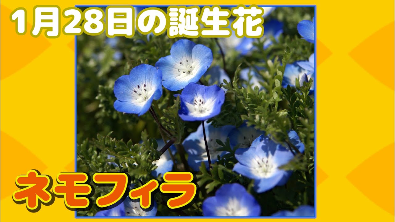 1月28日の誕生花 ネモフィラ どんな花 あなたに送る花言葉は Youtube