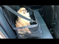 Car Booster Seat for dogs | De Chihuahua Shop .nl