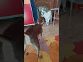 Гости #тваринки #влог #прикол #