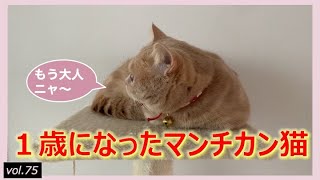 year old birthday | Healing video collection of Munchkin Kitten