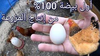 الوقت الذي تحتاجه لإنتاج  البيض 100% من المزرعة 🐔🐣🥚، مدى نجاح تفقيس البيض تحت الدجاجة؟ (78)