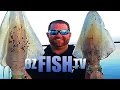 Oz Fish TV Season 3 Episode 13 - Westernport Mega Squid