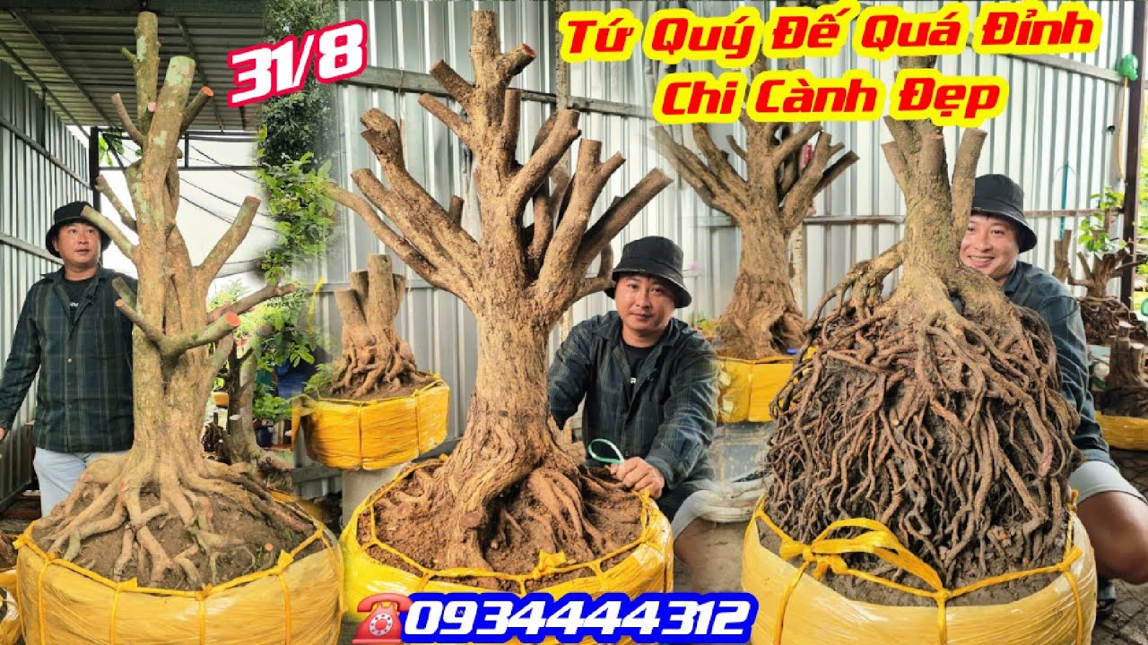 #Tín_0934444312, BG 31/8, Phôi Tứ Quý Đế Quá Đỉnh, Chi Cành Đẹp, Bonsai Lùn Lực @cuộcsốngcầnthơ