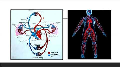 EUGSC,Class:x,Sub:Biology(Lec:17),Chap:6(Part-6),Shayla Parvin,(24.5.2021)