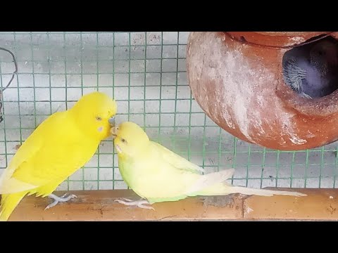 Video Love Birds | Budgies | Pets - cute playing atrocities... - youtube