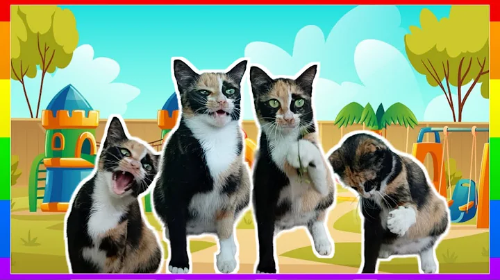 Video 11426611: cat little kitten, cats cute little kitten, angry cat, meow