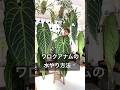 アンスリウムワロクアナム✨やり方法🚿 #花森家