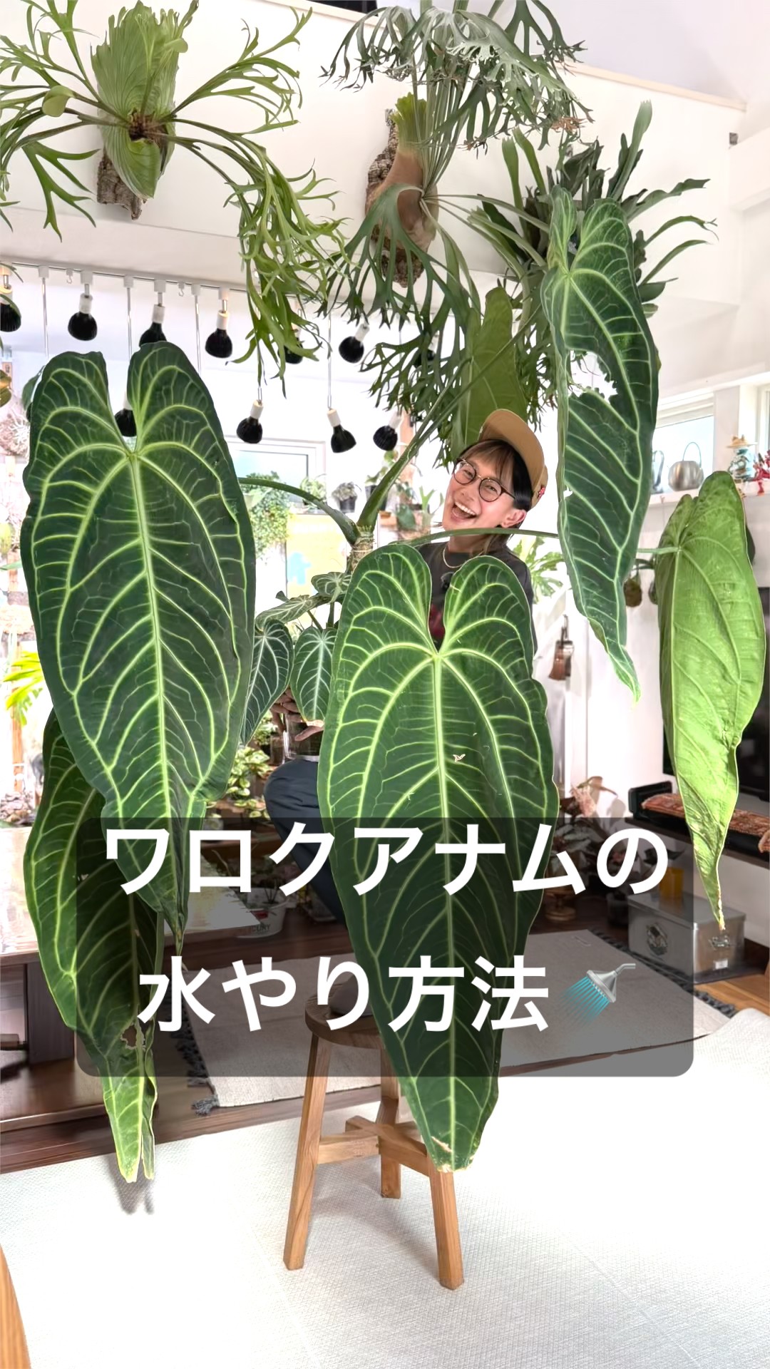 Anthurium warocuanum ✨ How to grow it 🚿 #HanamoriFamily - YouTube