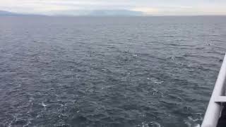 About 200 Pacific White Sided Dolphins off of the Nanaimo - Horseshoe Bay ferry