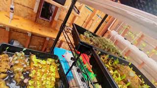 Vertical Gardening for Beginners: Grow More Food in Small Spaces