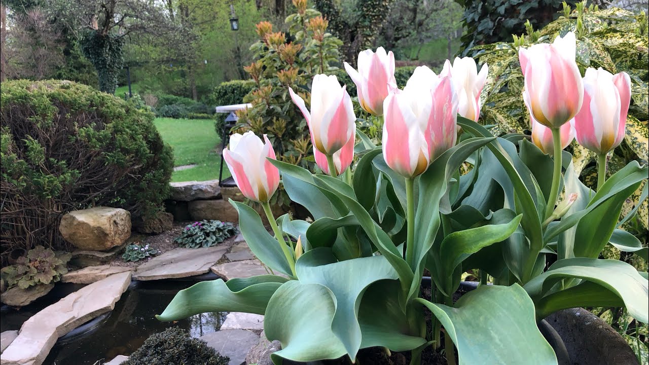 Kwiecień w ogrodzie w Beskidzie Wyspowym część 1