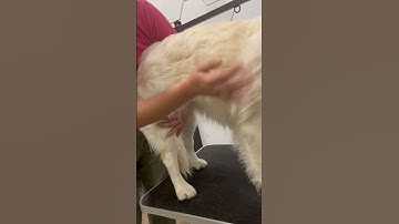 Run through after undercoat rake