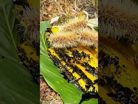 Good honey comes