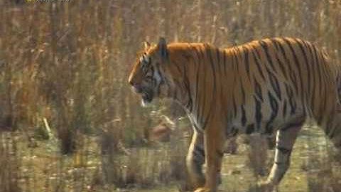 Detecting periodic motion (CVPR 2015)