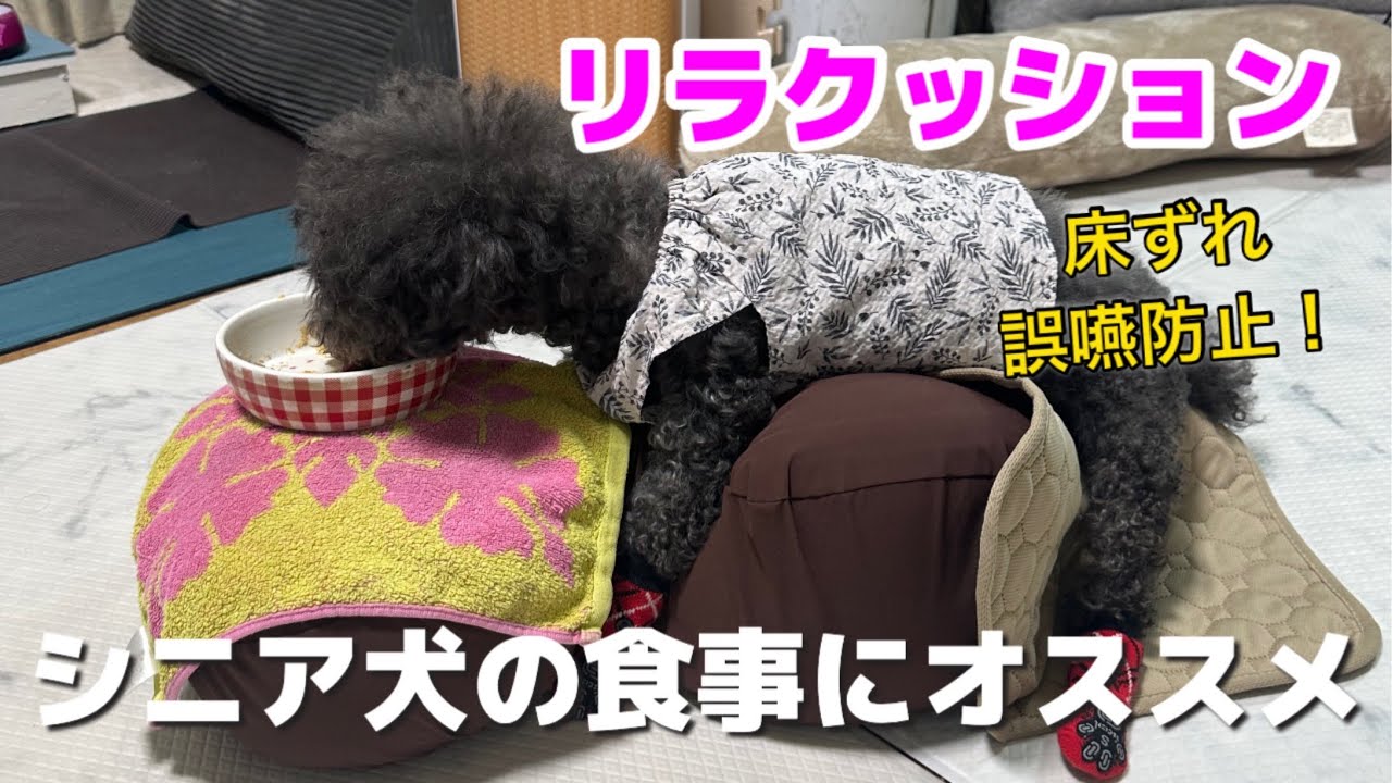 Episode 284: [Rela-Cushion] Recommended for senior dogs who can't