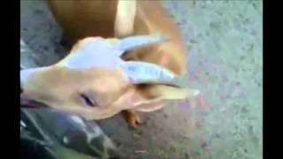 Funny Screaming Animals Compilation 2014