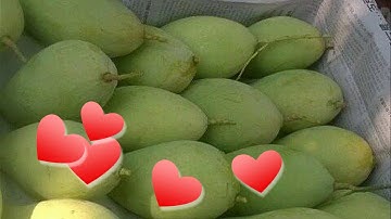 Cây giống  xoài cát hòa lộc