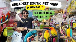 Exotic Pet Shop in Mumbai | African Grey | Iguana | Amazon Parrot & More | Wajid Exotic Pets Shop