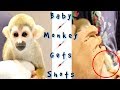 Baby Monkey Vet Visit & Vaccination #babysquirrelmonkey #babymonkey