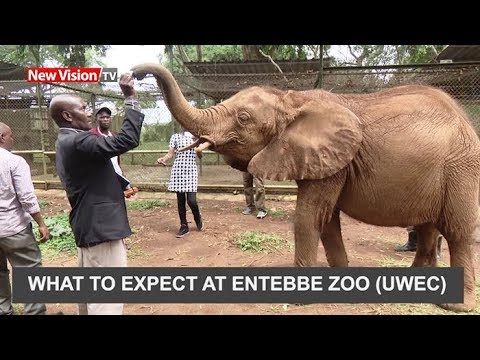 oppositional defiant disorder Full bulletin: What to expect at Entebbe zoo UWEC