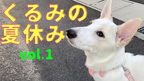 雑種犬くるみとfamily Life Youtube