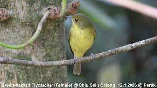 Download Lagu Burung Penangkap Lalat Punggung Hijau (Betina) @ Chiu SC DSCN1480 MP3