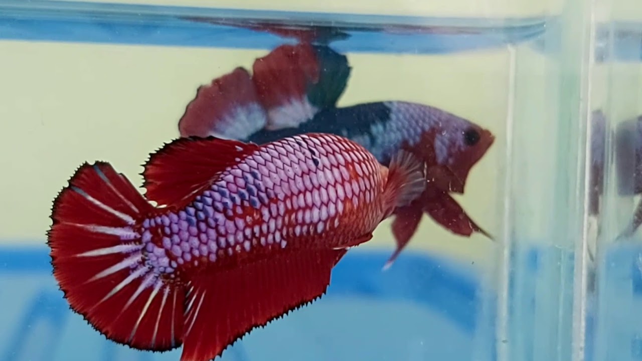 Jual Ikan cupang hias plakat bettafish for sale YouTube