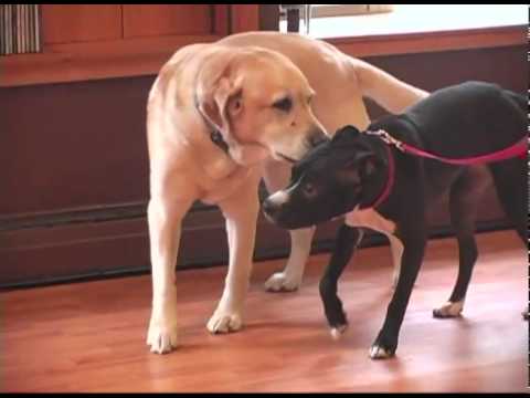 Aggressive Dog Behavior - How to Read It - YouTube