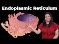 Inside the Cell: The Role and Function of the Endoplasmic Reticulum