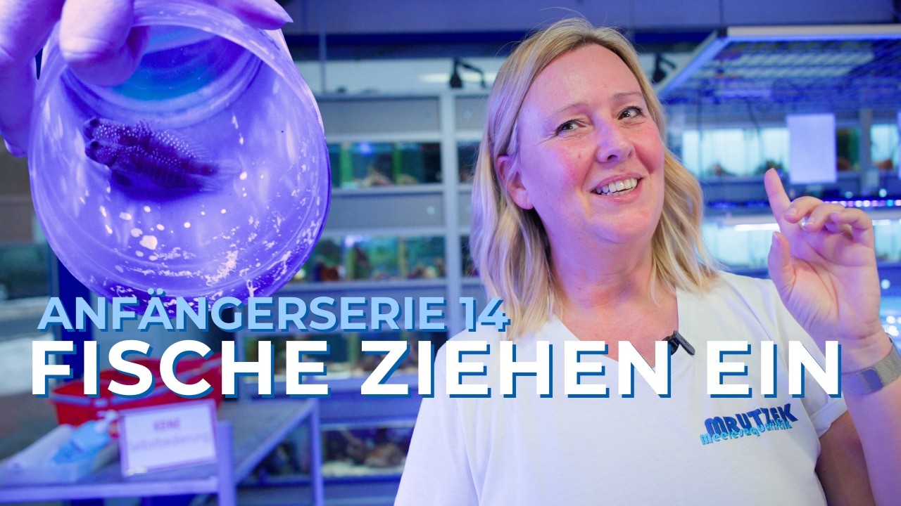 Teil 14: Die ersten Fische ziehen ein! | Meerwasseraquarium für Anfänger