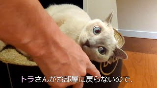 【可愛さにメロメロ】【ロシアンブルー×トンキニーズ】トラさんとパパのコミュニケーション#126