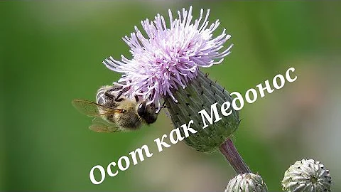 Осот Как Медонос ! Честное Пчеловодство!