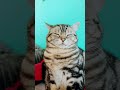 Opa Wollte Baden Gehen Cat Viral Funny