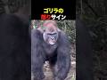 ゴリラが本気で怒る前、必ず出す合図