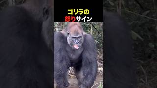 ゴリラが本気で怒る前、必ず出す合図