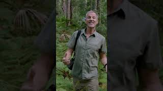 Coming Soon! War On Nature: Sumatra #shorts