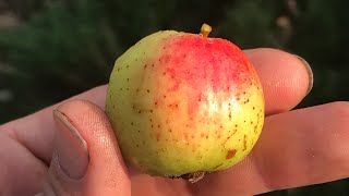 Oskoruša - 120 Puta Bolja Od Limuna, 20 Puta Od Češnjaka Zaboravljena Voćka