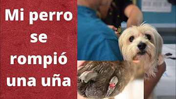 ¿Se les caen las uñas a los perros?