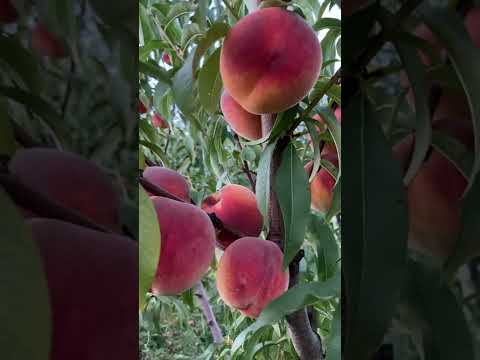 Video: Messina Breskva Informacije – Kako uzgajati drveće breskve Messina