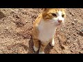 Кормлю бездомных животных Котик Бубу, Буббу взорвал интернет, говорит спасибо. ЗА милое видео laik.