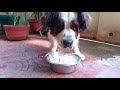 Bruno's One Time Meal (SaintBernard)