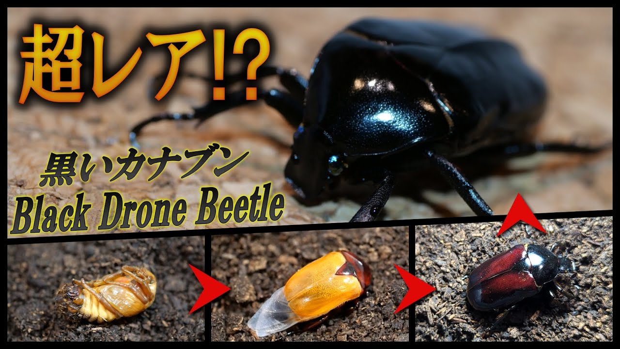The Mysterious Cocoon of Japan's Black Beetle！ - YouTube