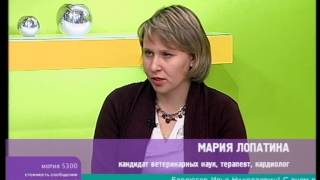 Кашель у кошек  Ветдоктор