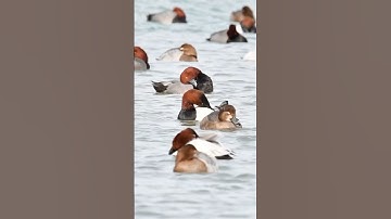 Prime Redheads & Canvasbacks on northern ice flows. #duckhunt #waterfowl #waterfowlphotography