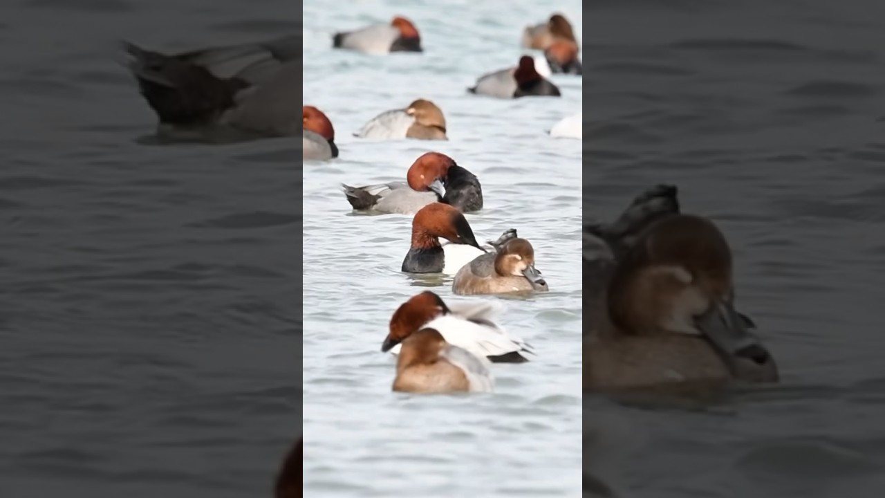 Prime Redheads & Canvasbacks on northern ice flows. 